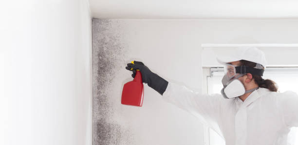 Best Basement Mold Remediation in Stewartville, AL