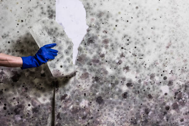 Best Attic Mold Remediation in Stewartville, AL